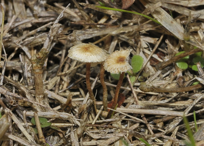 Crinipellis scabella